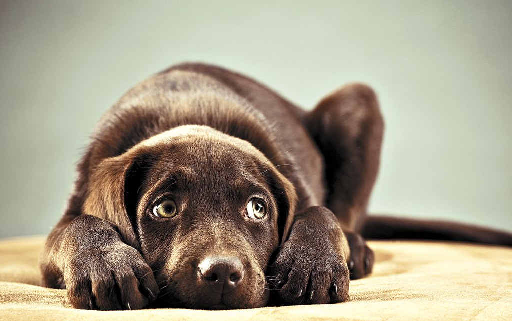 Help your pet to cope with fireworks this year. Help your pet to cope with fireworks this year.